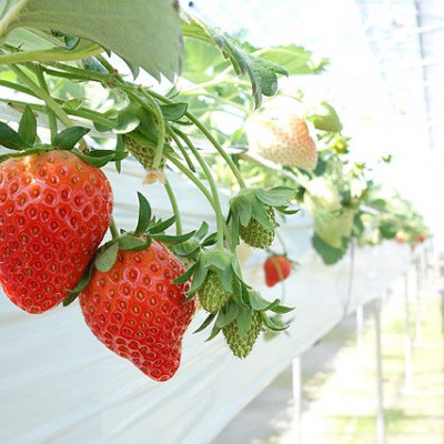 いちご畑VERY BERRY - スマーク伊勢崎裏のいちご狩り園