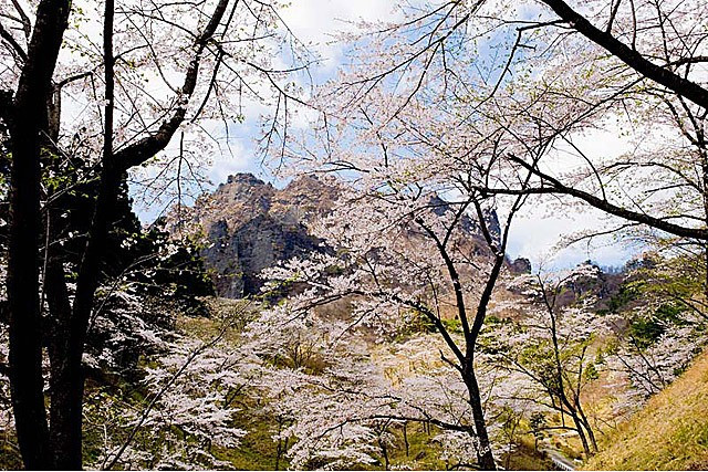 県立森林公園さくらの里 群馬県下仁田町上小坂のお花見スポット