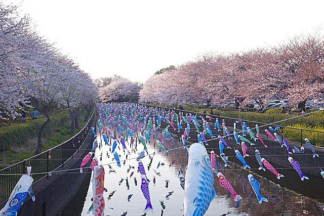 鶴生田川 群馬県館林市城町のお花見スポット