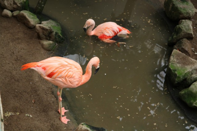 草津熱帯圏 吾妻郡草津町の動物園